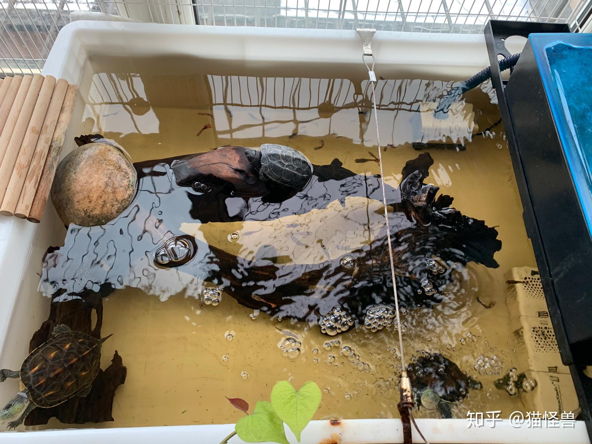 能借我看看你们养龟的环境吗