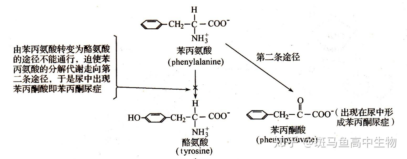 苯丙氨酸代谢途径图图片