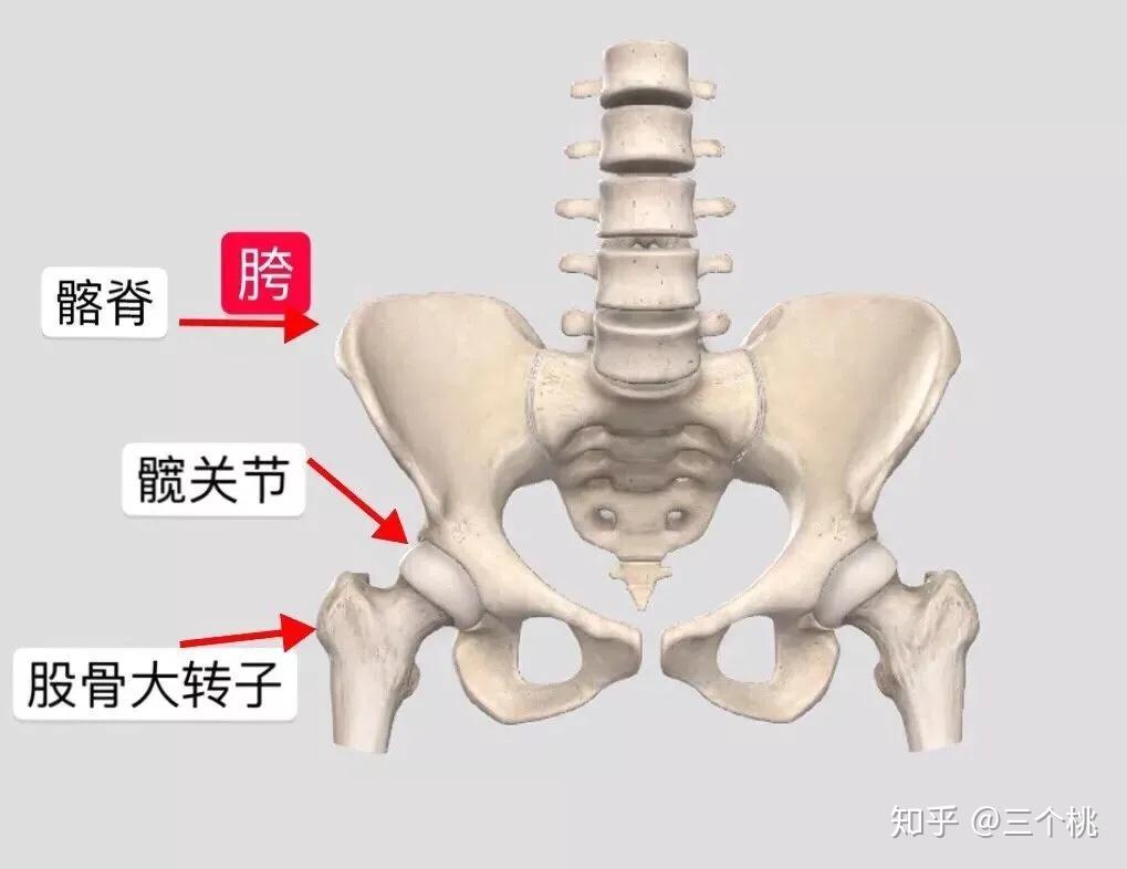 假胯寬大腿粗的困擾我花了4個月來改善真的有用