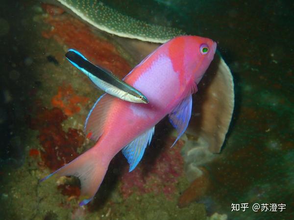 正在做清洁工作的裂唇鱼 图源:klaus stiefel / creative commons很