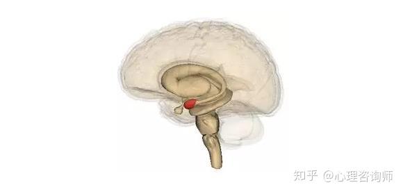 关于大脑工作原理最详细的图解 - 知乎