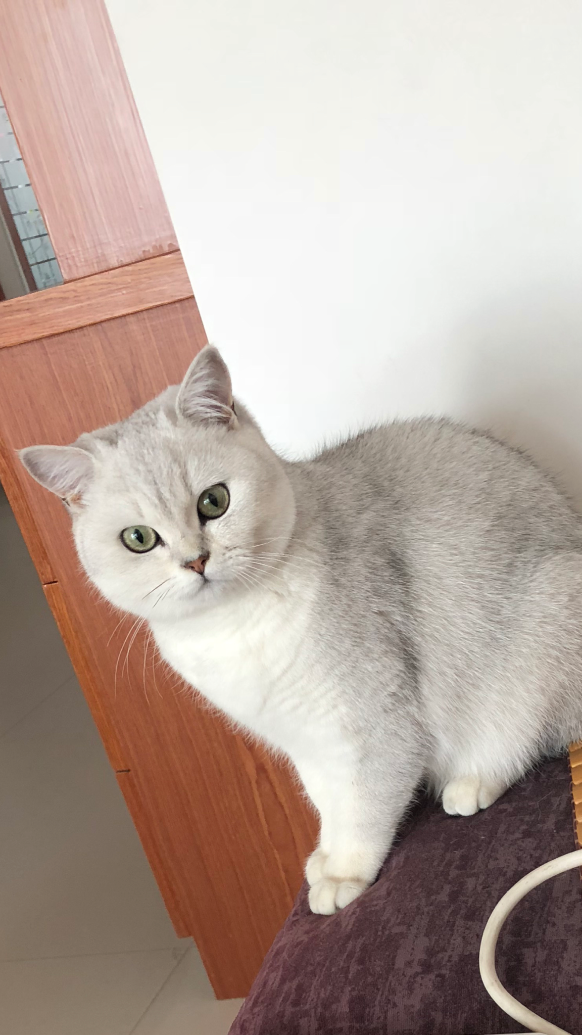 英短银渐层怎么挑选怎么看品相?