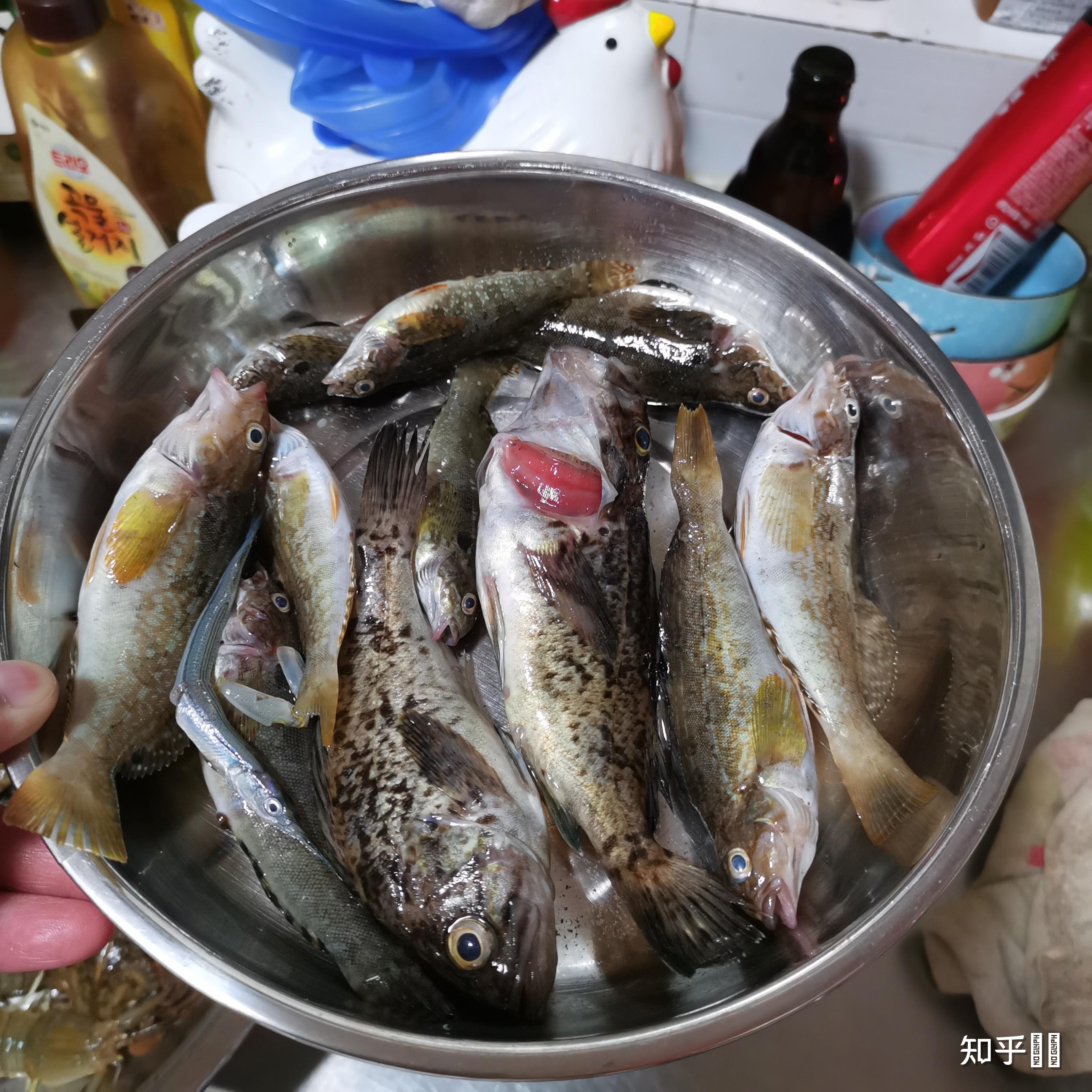 青岛网友赶海遇到「活化石」文昌鱼,该物种已在地球生存几亿年,有何种