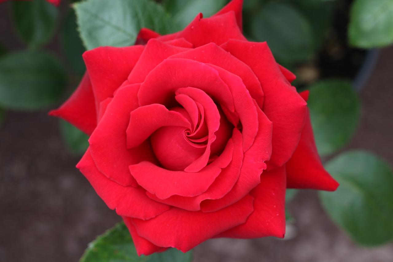 粉红色配什么颜色背景