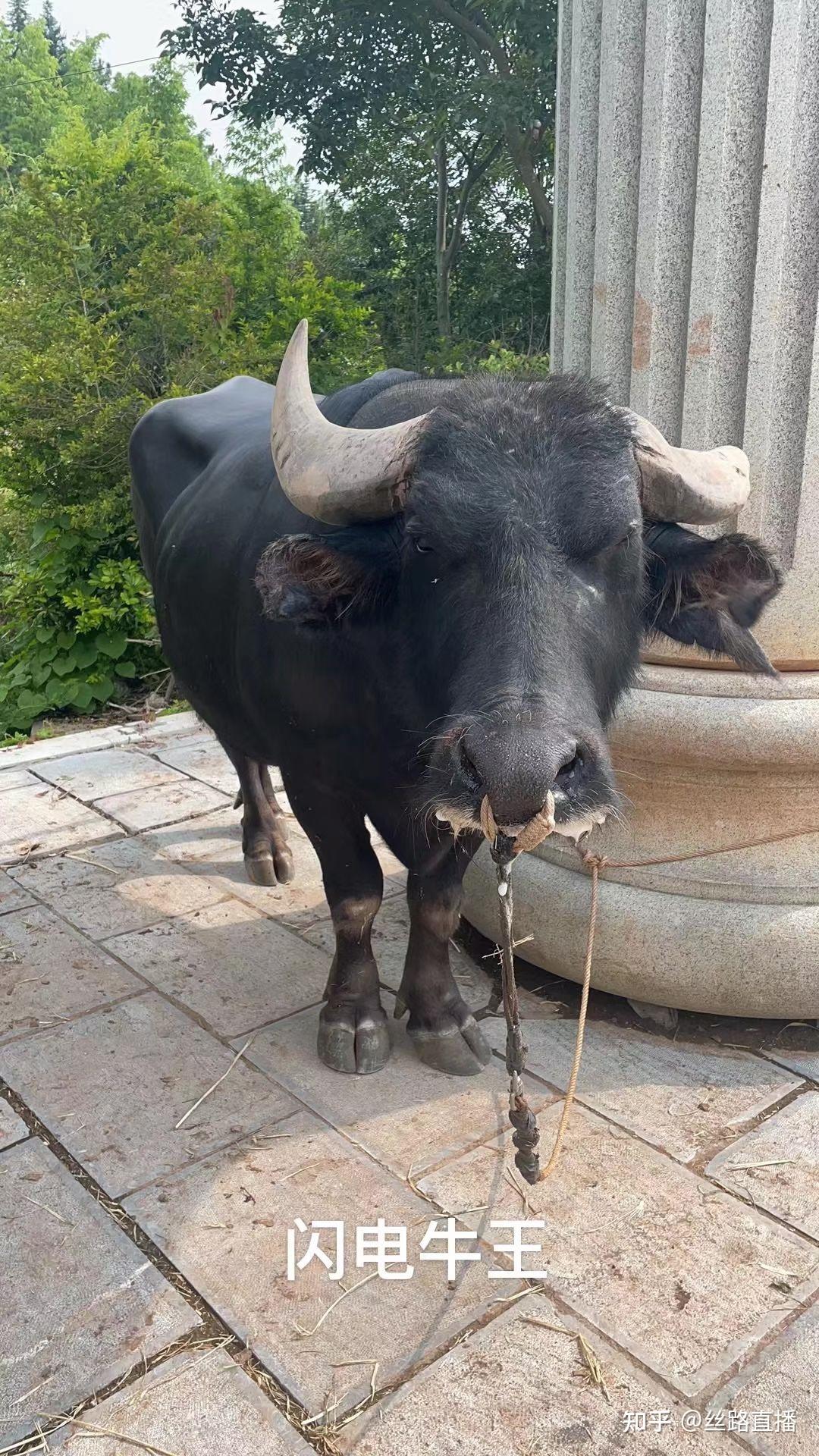 中国斗牛界万众期待年度收官大戏顶尖牛王超一流高手pk贵州传奇牛王