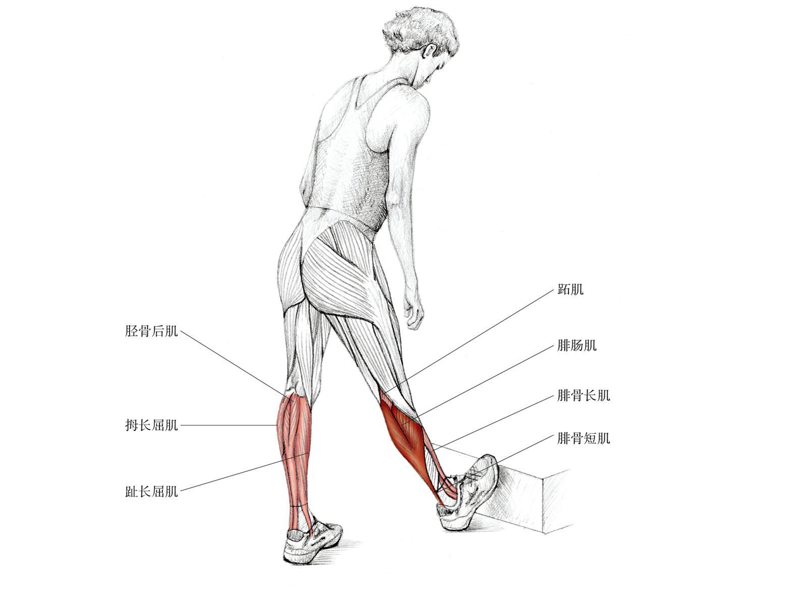 怎样有效拉伸或减小小腿内侧的腓肠肌?