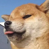 有理想的蓬松哥