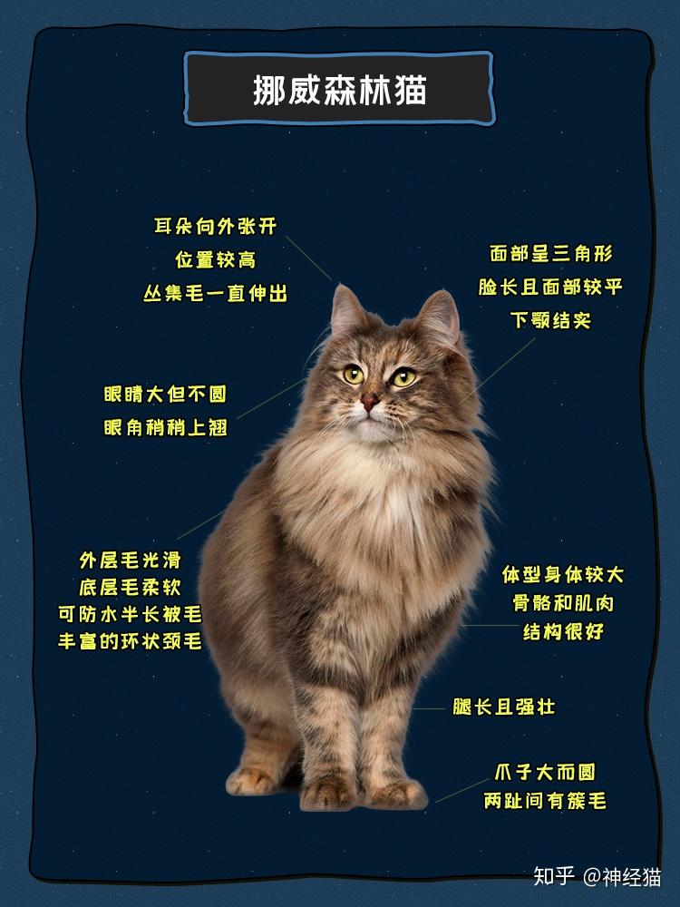 猫图鉴挪威森林猫挪威不止有森林还有猫