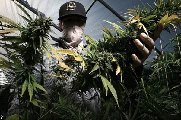 工业大麻风口来临 多家药企抢滩护肤品市场 知乎 工业大麻风口来临 多家药企抢滩护肤品市场 知乎