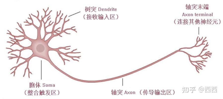 神经系统与大脑的基本结构 - 知乎
