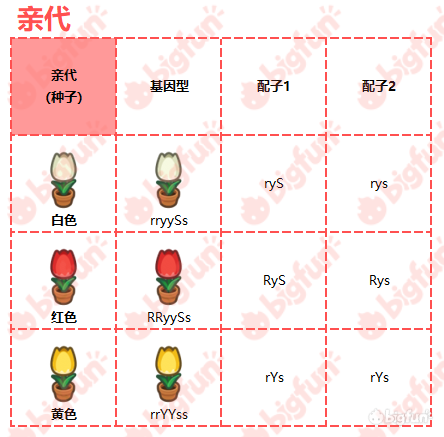 【郁金香花种】有白红黄三种,可杂交出粉,橙,黑,紫四种异色.
