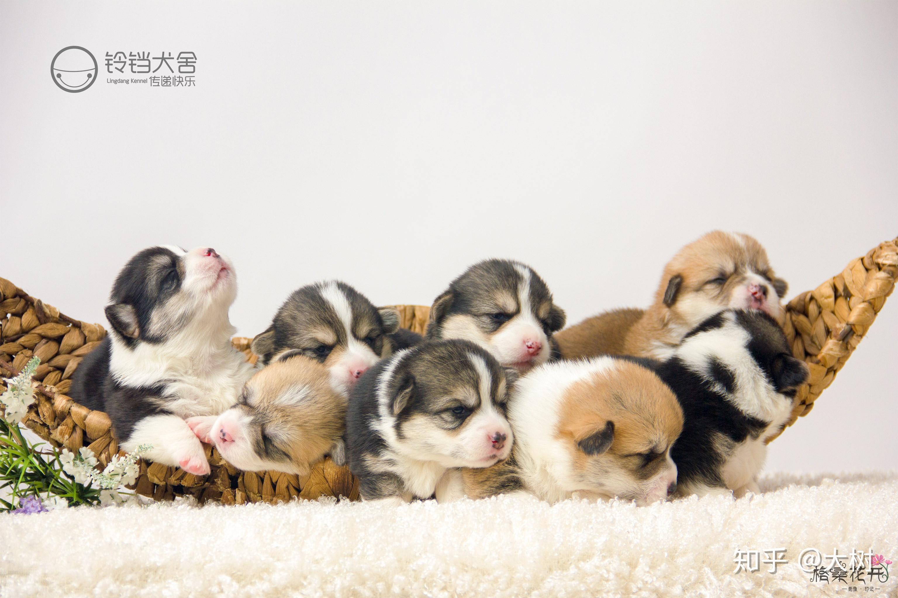 有什么可爱的柯基壁纸?