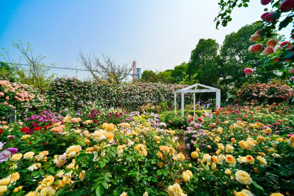 逛天府绿道,赏田园风光感受着春的气息扑面而来,新都漫花庄园已经遍布