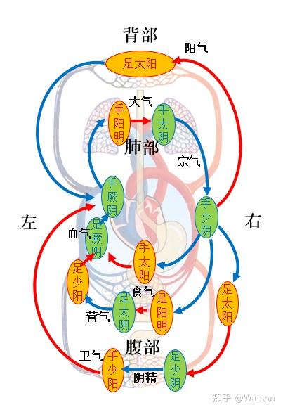 中医大模型:十二经脉形成规律分析与重构 - 知乎