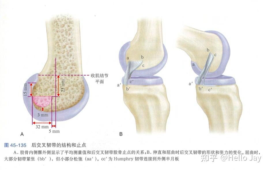后交叉韧带损伤与手术治疗 - 知乎