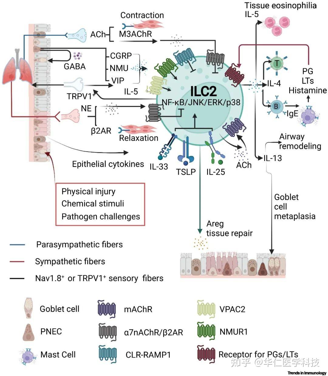 Trends in Immunology综述：神经上皮ILC2交互网络与屏障组织微环境稳态 知乎
