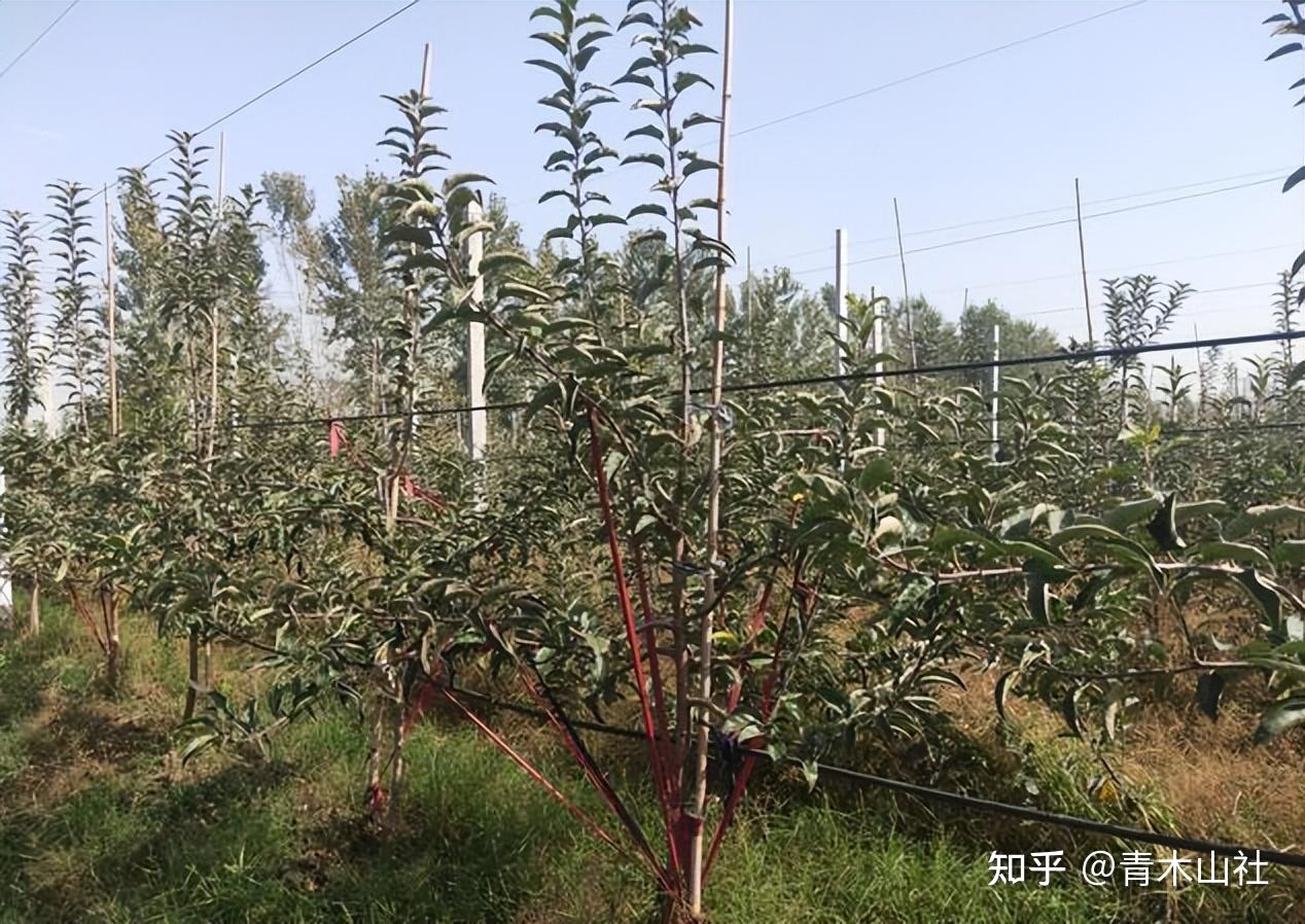 苹果矮化密植栽培,它的技术途径及特点有哪些? - 知乎