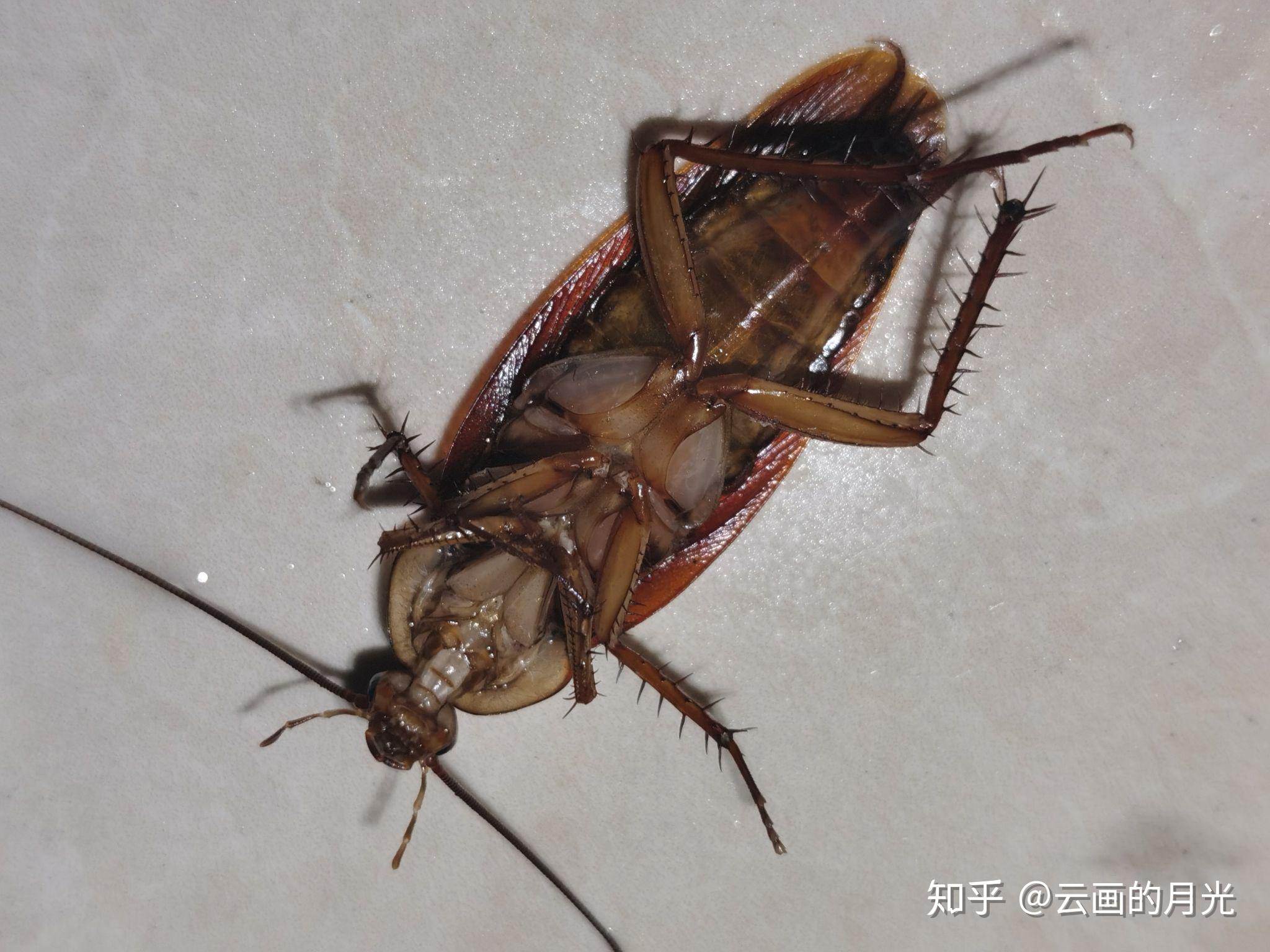 已经被我打的面目全非了坐标东北请问这是蟑螂吗打死两只了