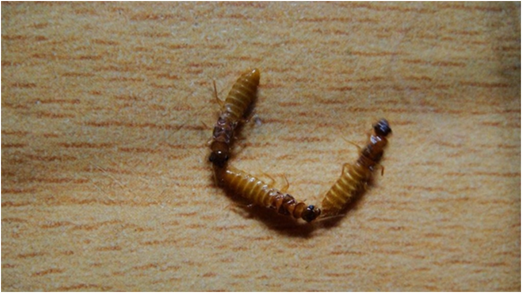 想知道婚飞的白蚁如何分公母?