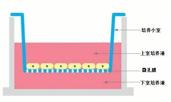 实验方法transwell培养小室法检测细胞的迁移