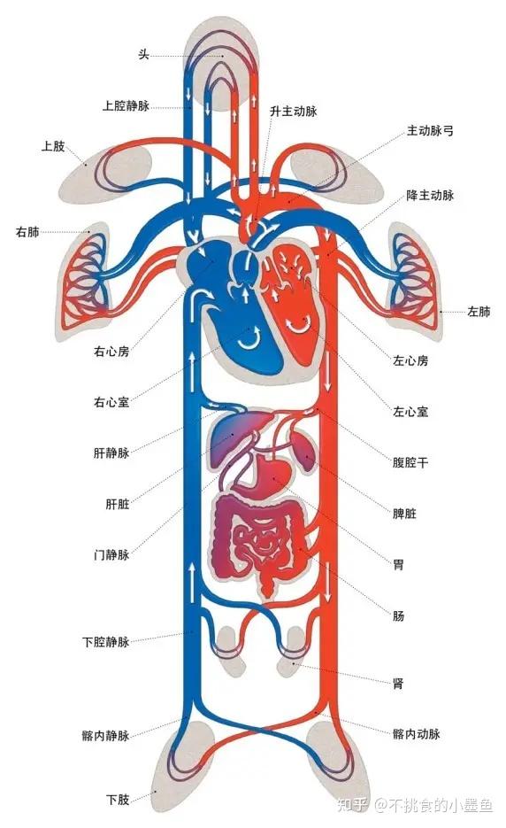 中心静脉示意图图片