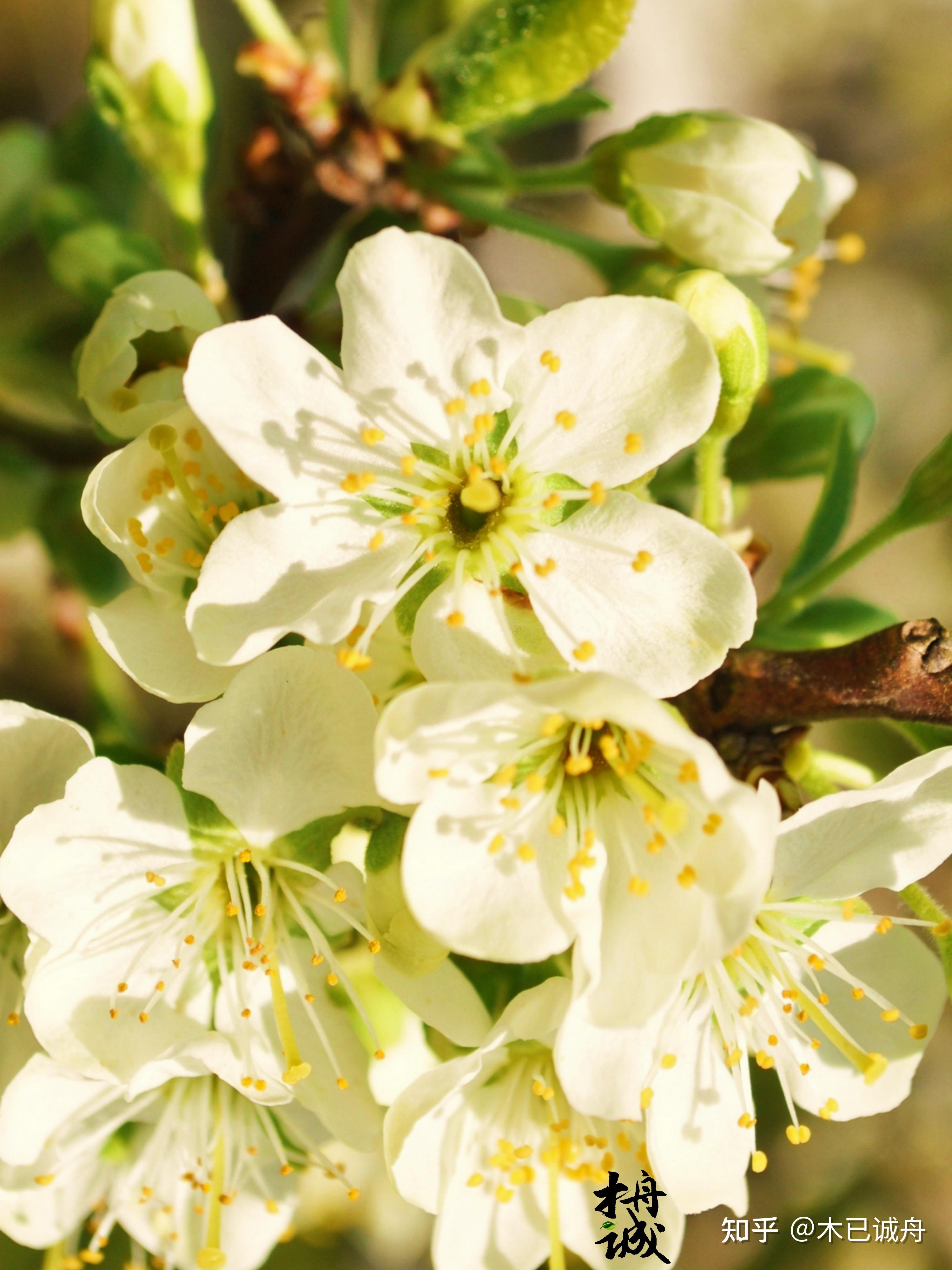 春暖花开：海棠、苹果 - 知乎