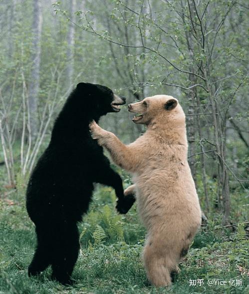 到加拿大必看的野生动物赶紧收藏