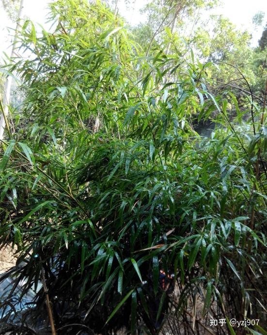 草乙疏防除野生竹子57天