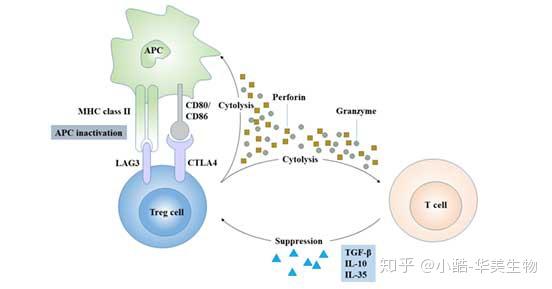 识别treg细胞的身份 你可以这样做 知乎