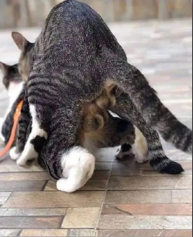 我养了一年的母猫居然长出了小丁丁