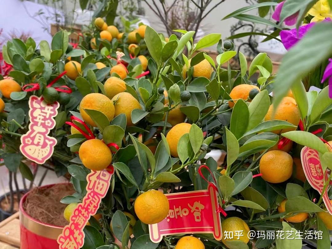 盆栽桔子树怎么养才能结果? - 知乎