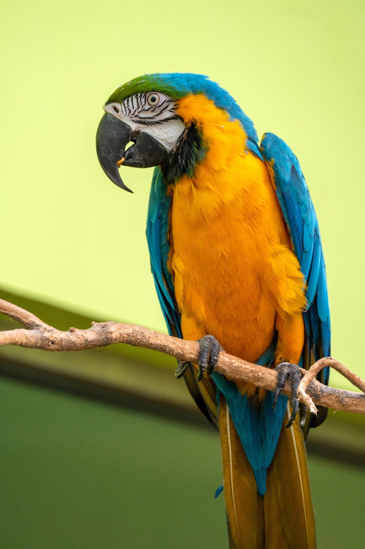 蓝黄金刚鹦鹉| 物种科普- 知乎