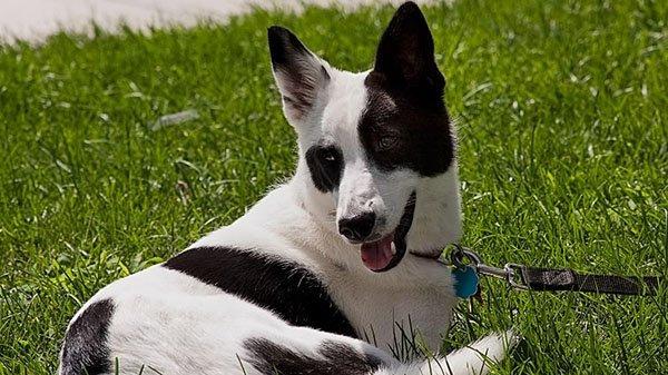 宠友 宠物百科 迦南犬 知乎 宠友 宠物百科 迦南犬 知乎