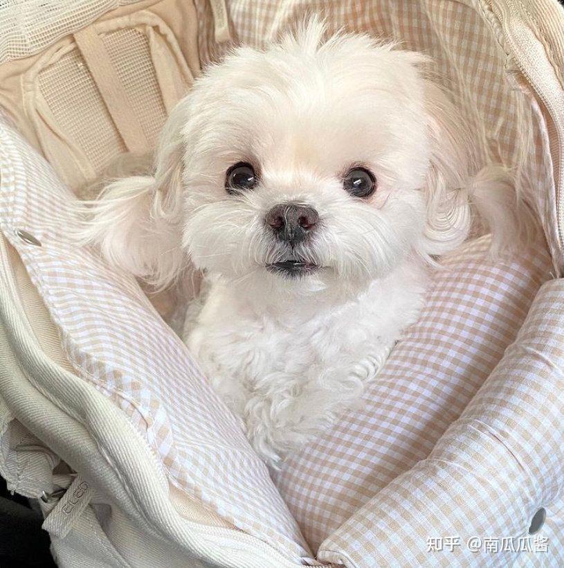 狗狗头像撒娇是察觉到了被偏爱的可能