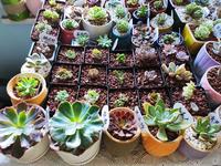 技巧篇 多肉快速变多头的正确打开方式 打顶和砍头 知乎