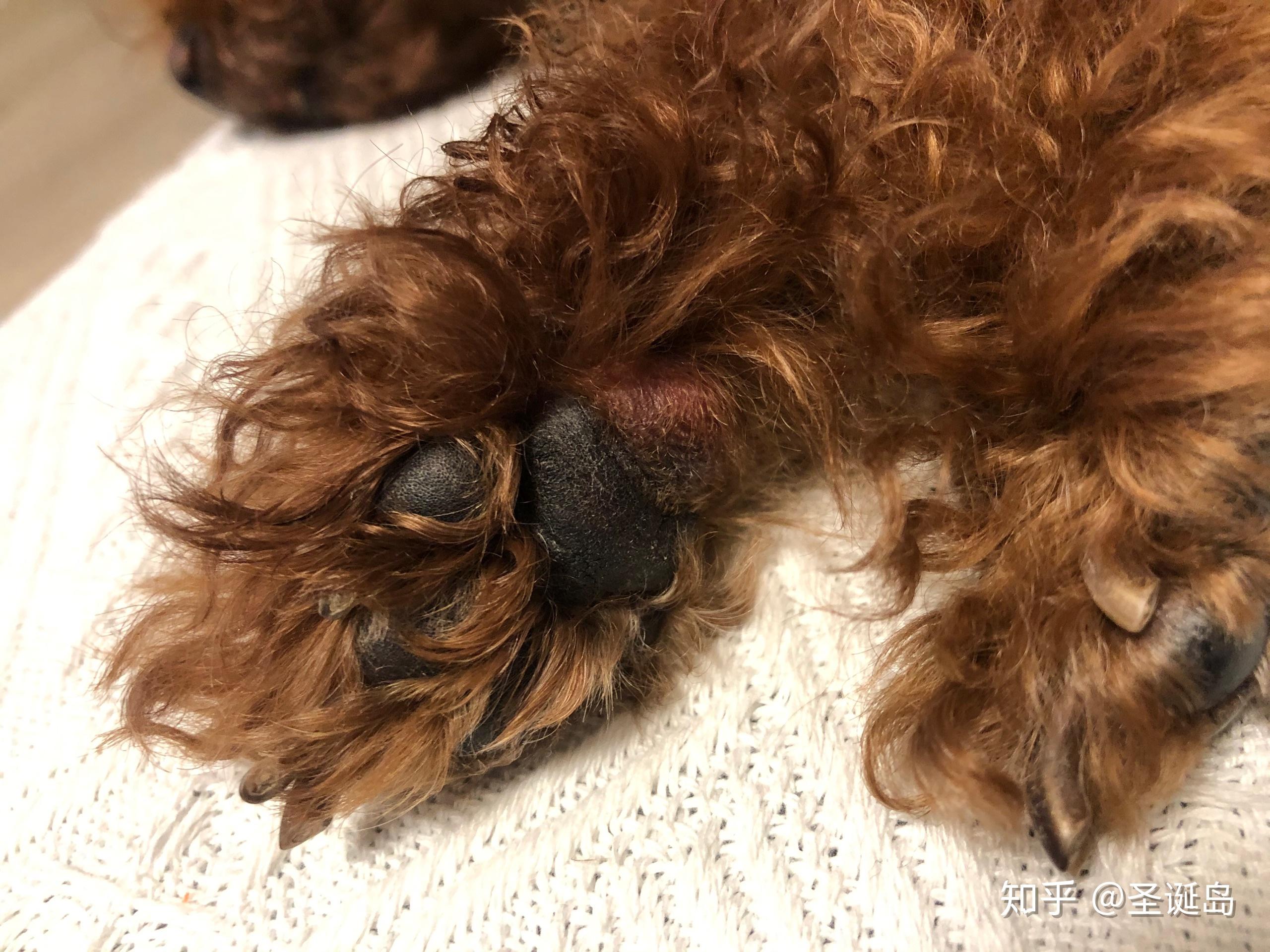 狗的肉垫变成这样是什么原因?该怎么治疗? - 知乎