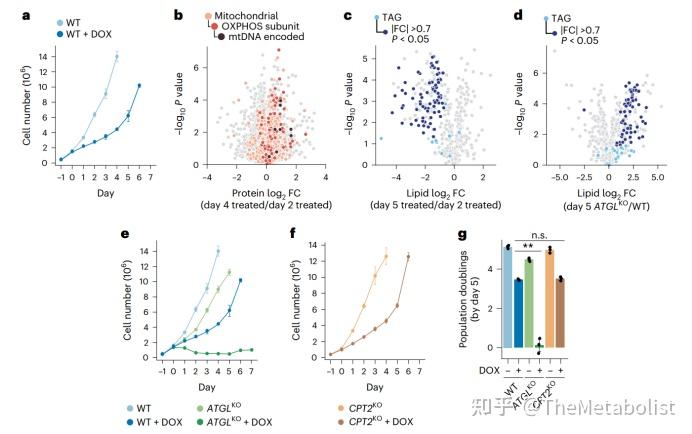 Nature Cell Biology:脂肪动起来,线粒体重生 - 知乎