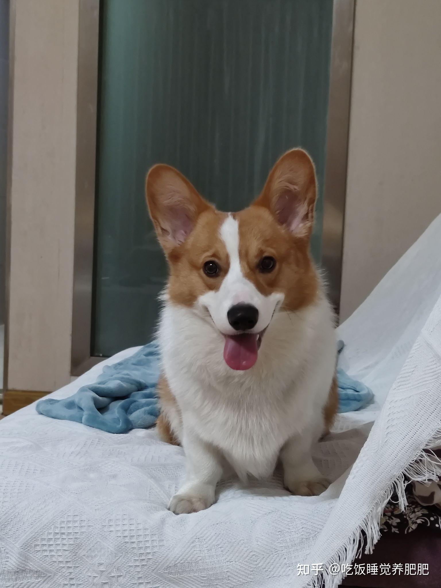 如何判断柯基纯不纯