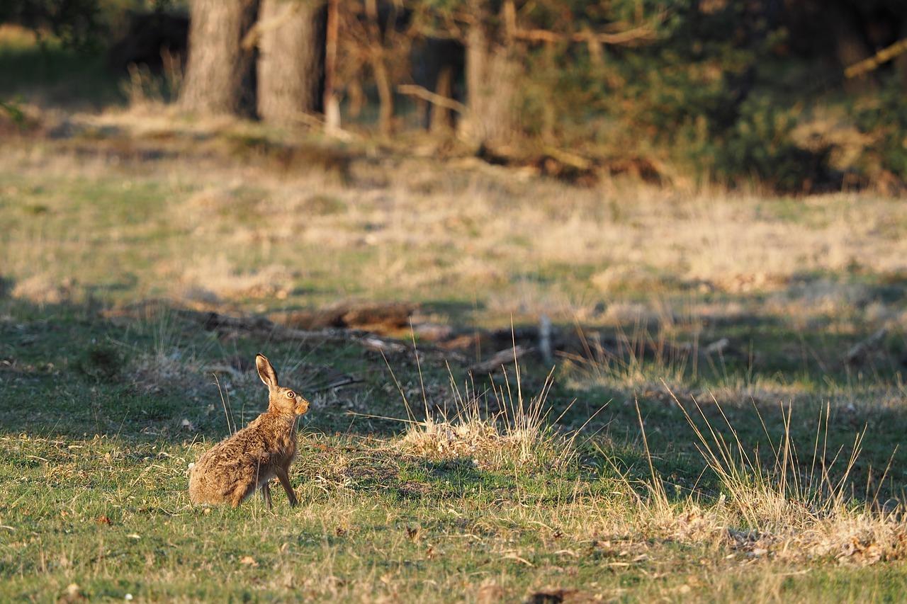 3. 灵敏嗅觉辨龟行