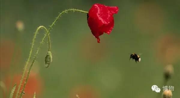 蜜蜂采错蜜 蜂蜜变毒药 知乎