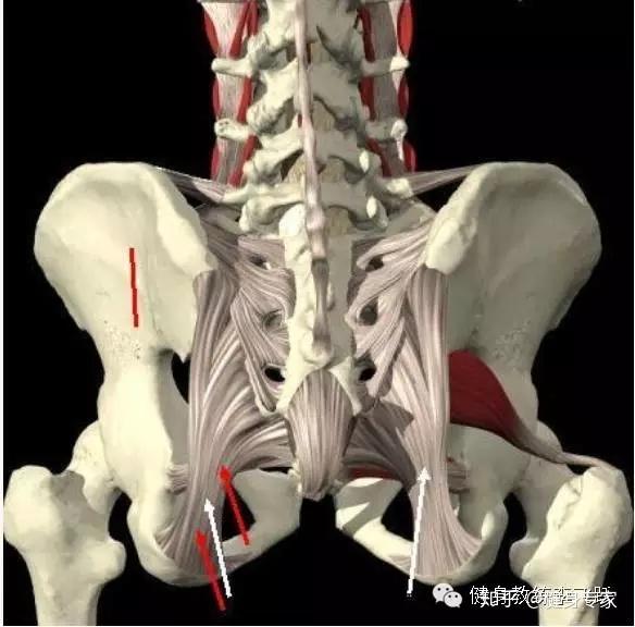 怀孕腰痛怎么办 知乎
