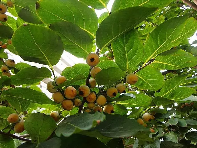 没食子酸的活性基团,使致病菌细胞膜电位降低,胞内 ca05 浓度降低