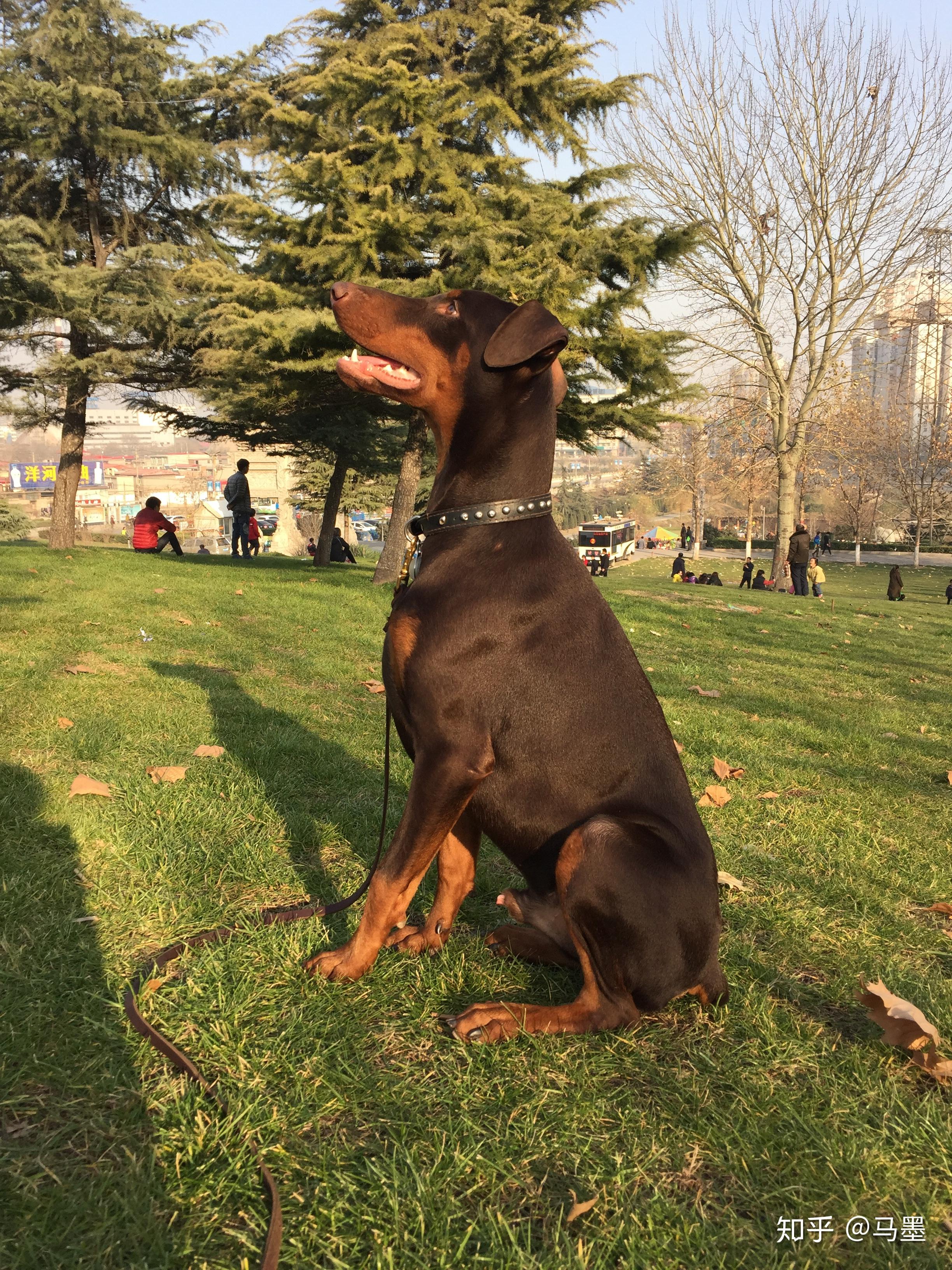 昆明犬和德牧是什么关系还有昆明犬在中大型犬类中智商怎么样