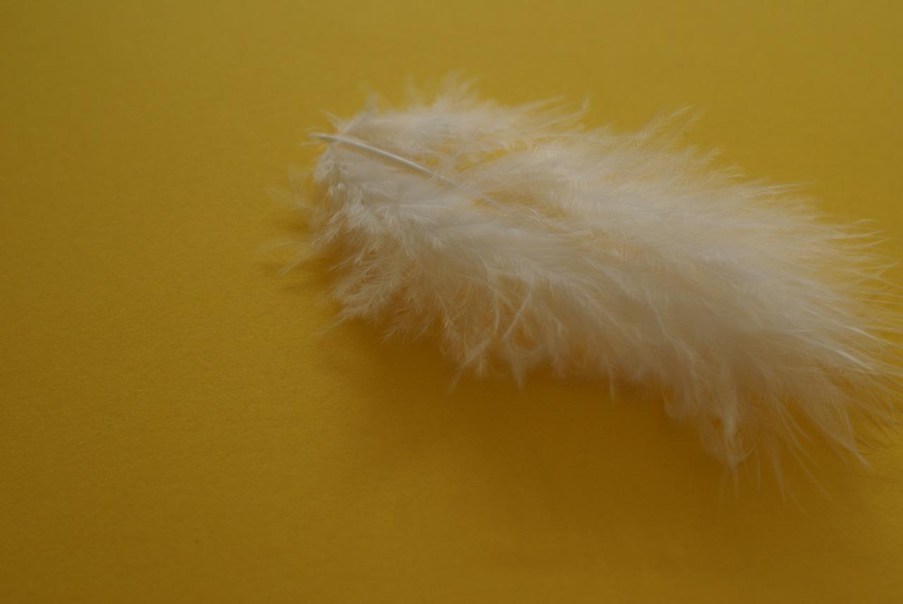 鹅绒的价格目前是多少