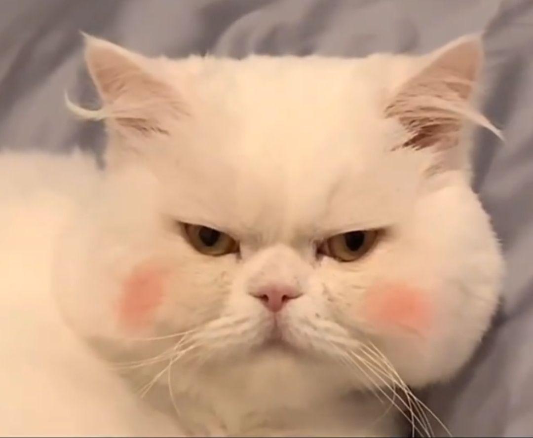 有没有看上去酷酷的男生猫头像? - 知乎