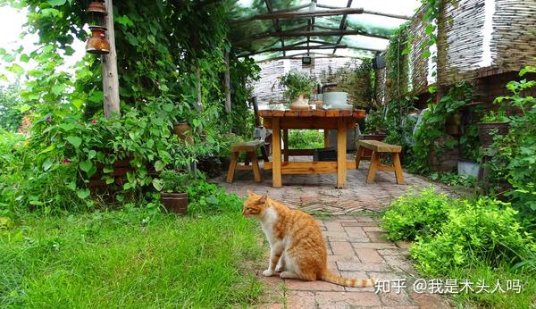 郊外有一个马丫文艺小院