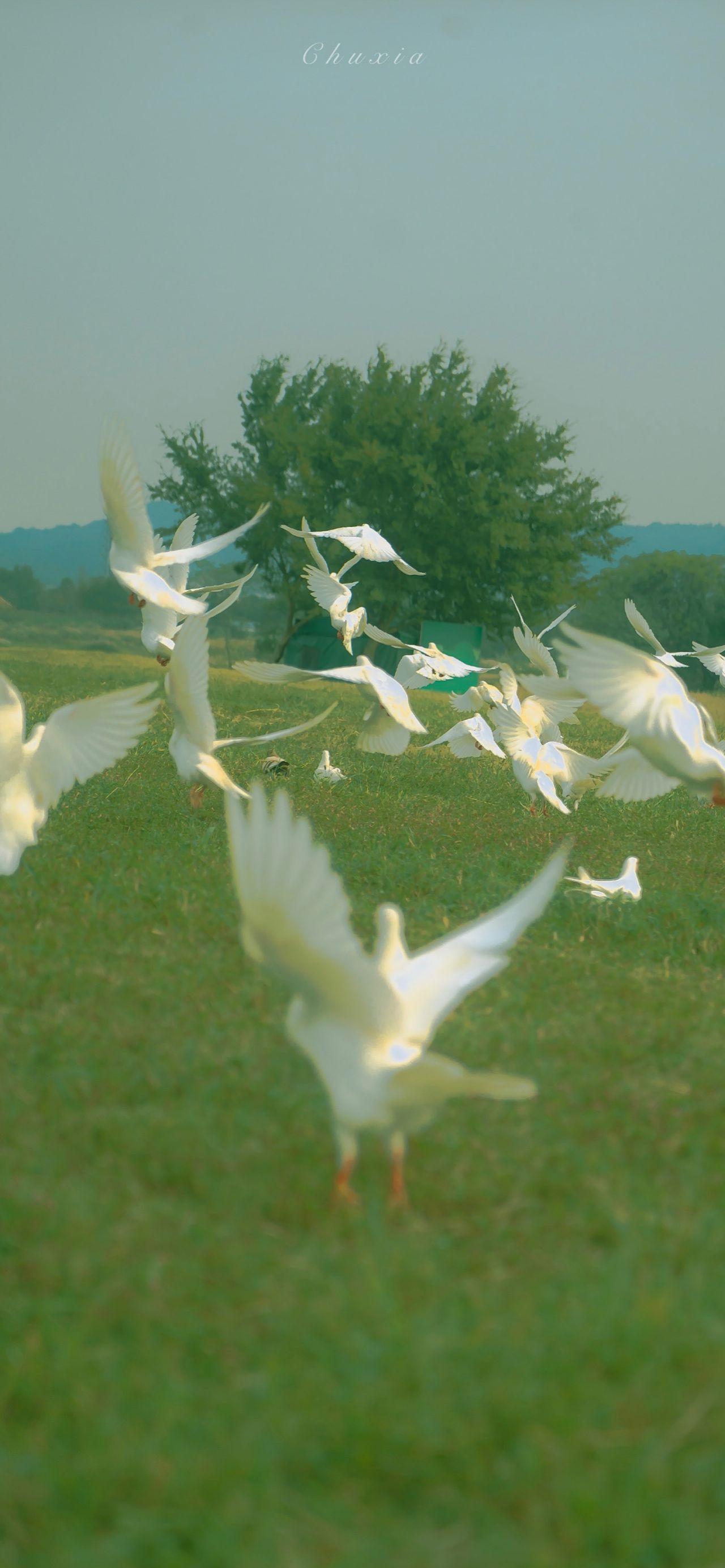 有什么美到极致的绿色壁纸?(绿色壁纸好看卡通动漫)