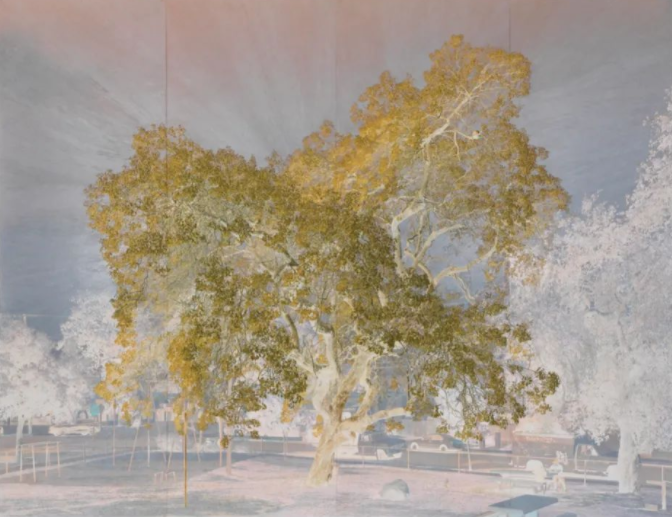 塔西塔迪恩tacitadean赛璐珞胶片影像的诗人