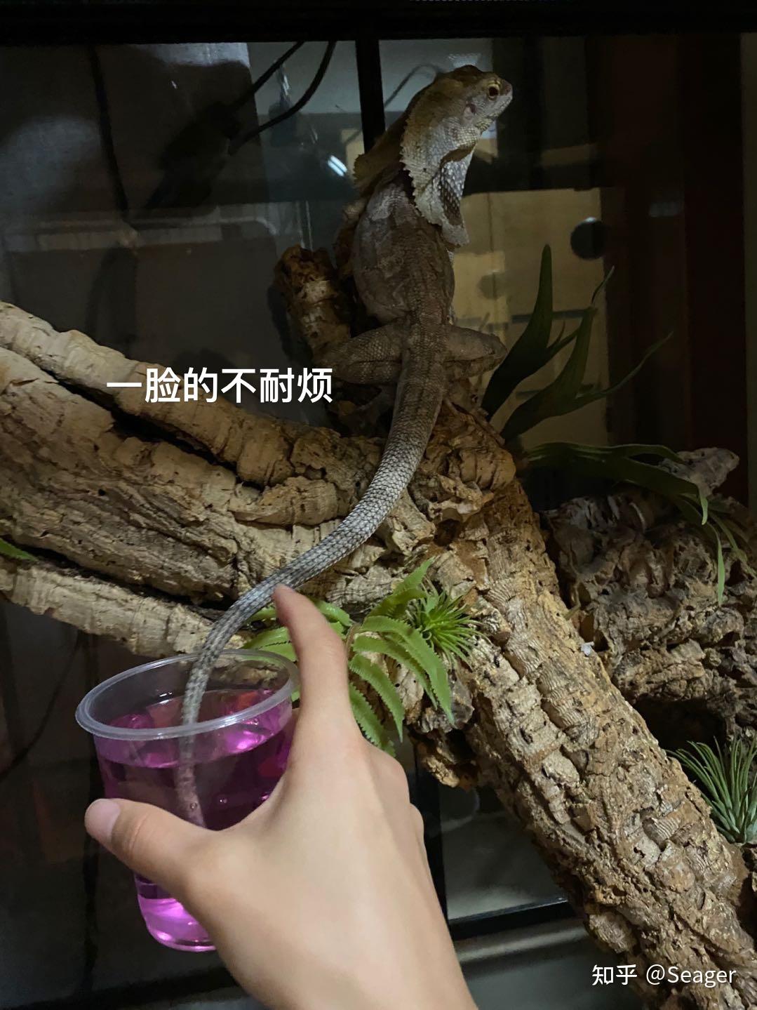 伞蜥的饲养