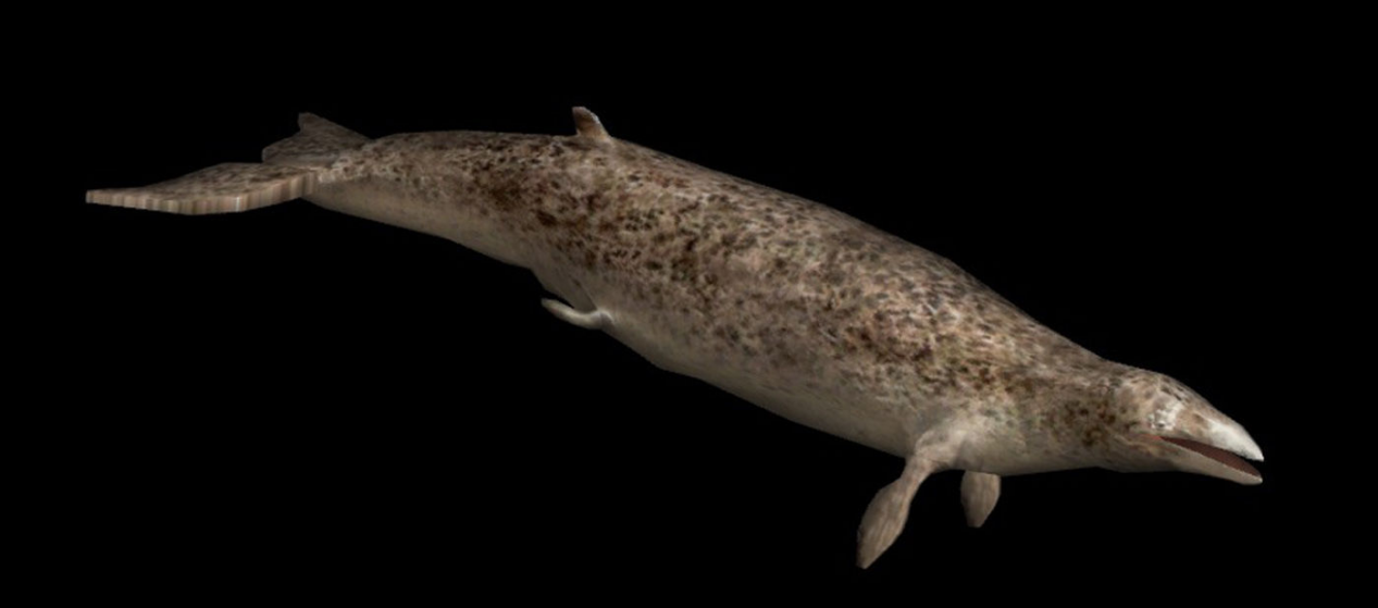 鲸的祖先是什么样子的